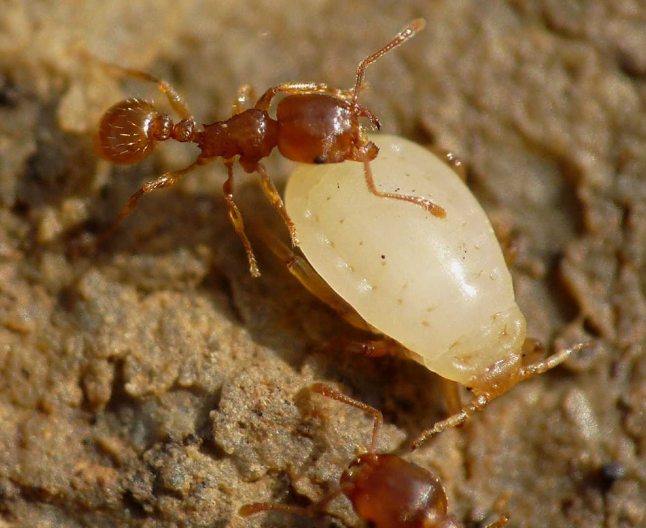 Altri afidi ( Fam.  Aphididae)  presso formiche Tetramorium